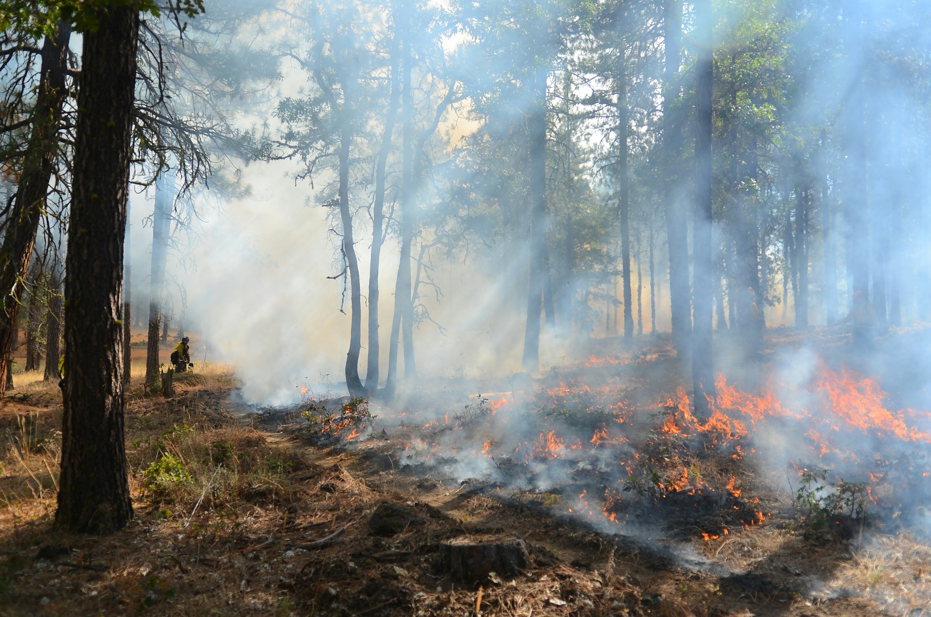 Firefighter in woods controlling a wildfire