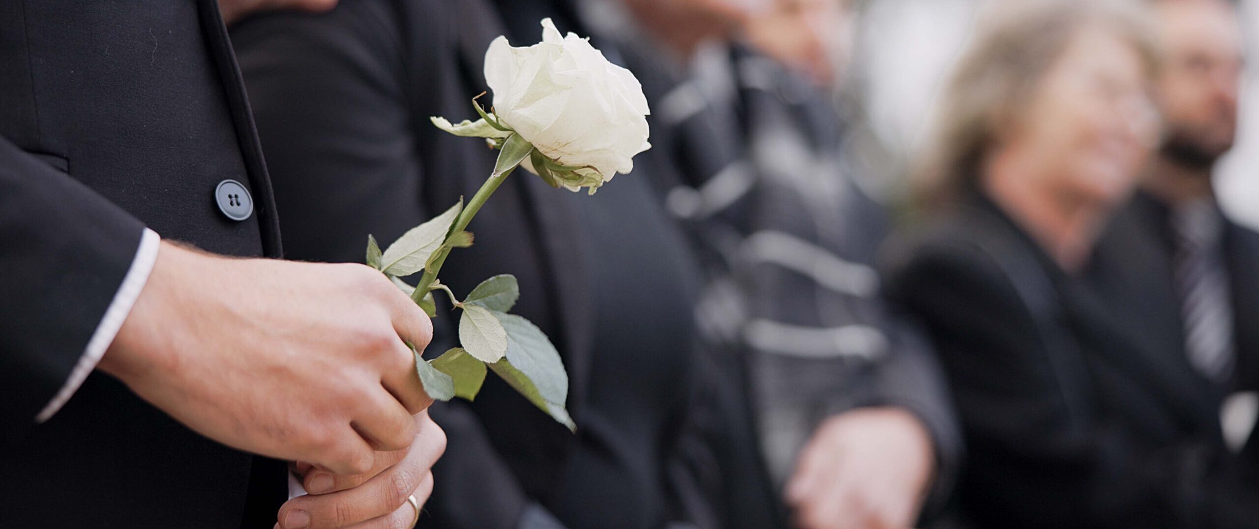 Hands, rose and a person at a funeral in a cemetery in grief while mourning loss at a memorial service. Death, flower and an adult in a suit at a graveyard in a crowd for an outdoor burial closeup