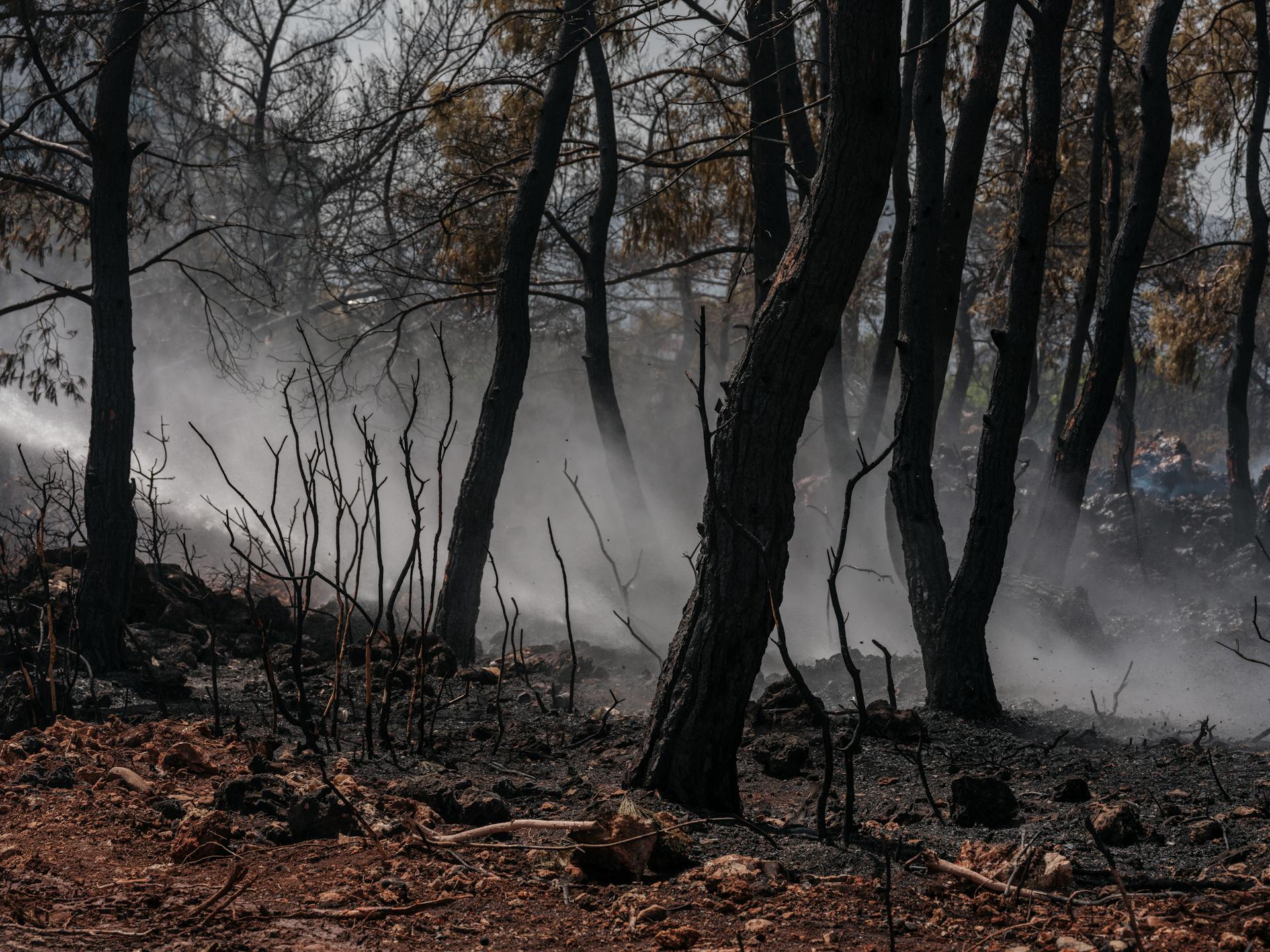 Burned trees in the aftermath of a wildfire