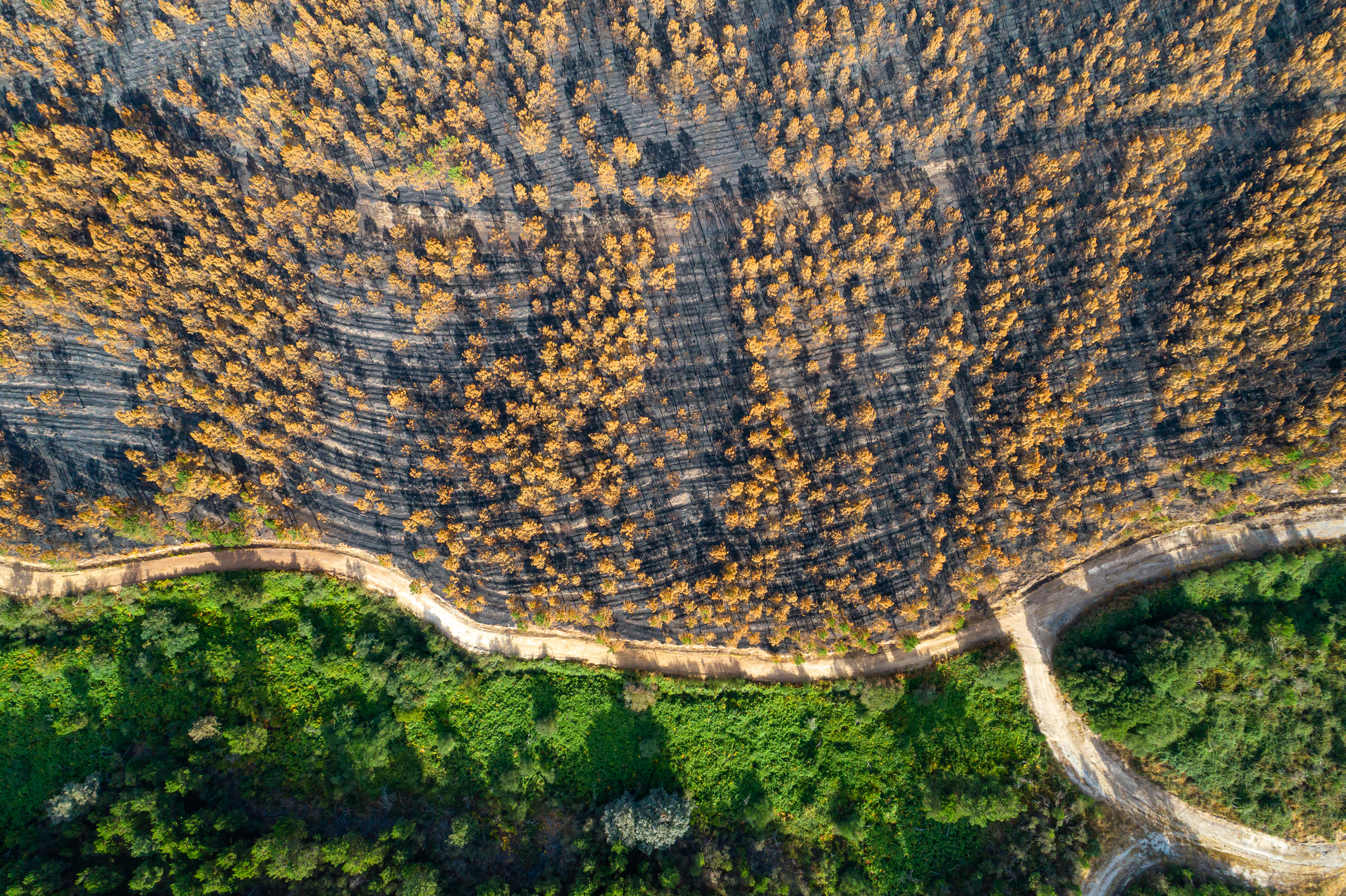 Part of a forest fire contained along the length of a roadway