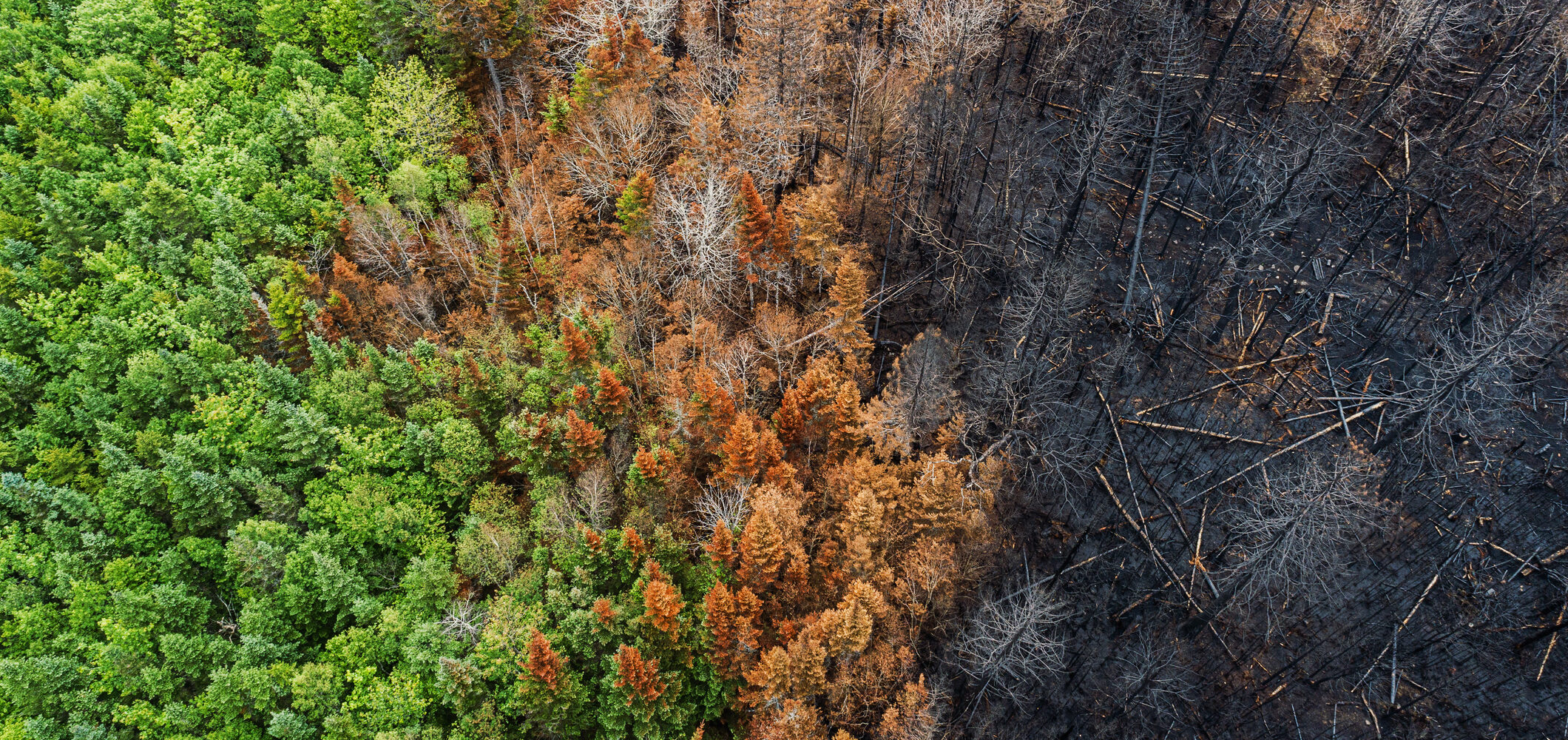 Aerial view of a charred landscape after a wildfire.