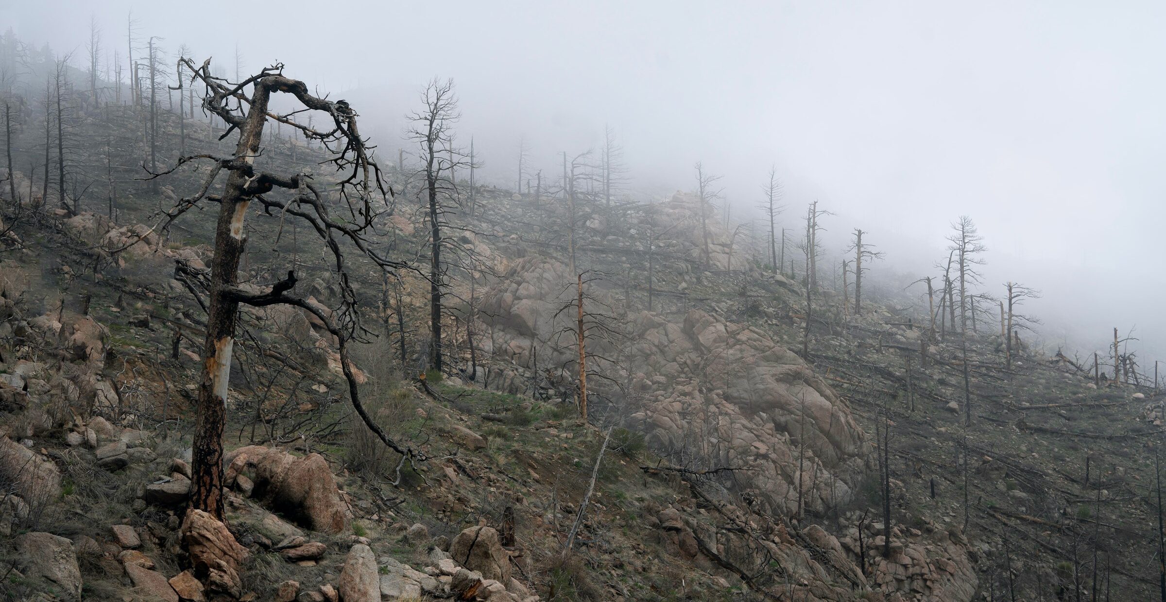 hillside with burned trees after a major wildfire