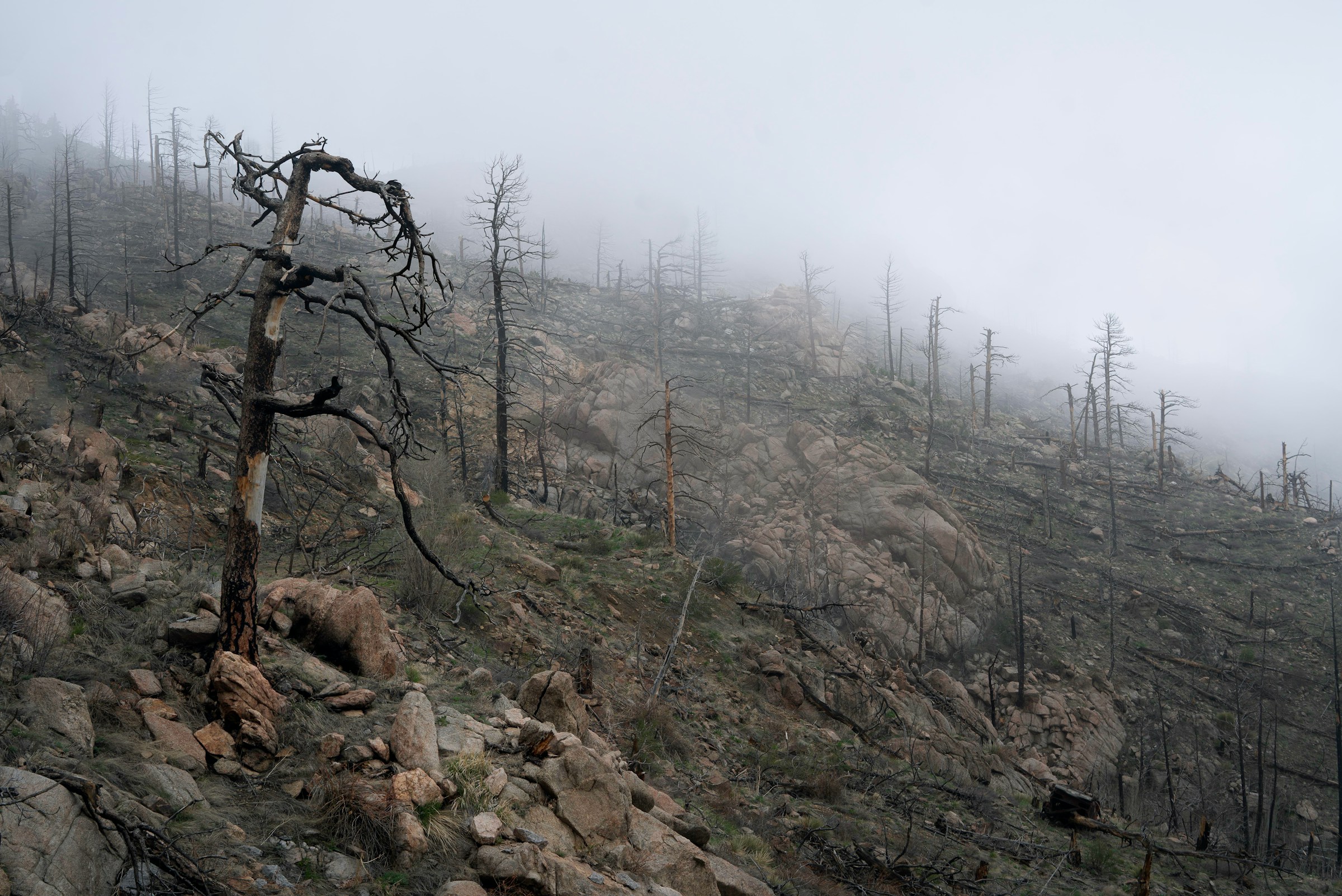 hillside with burned trees after a major wildfire
