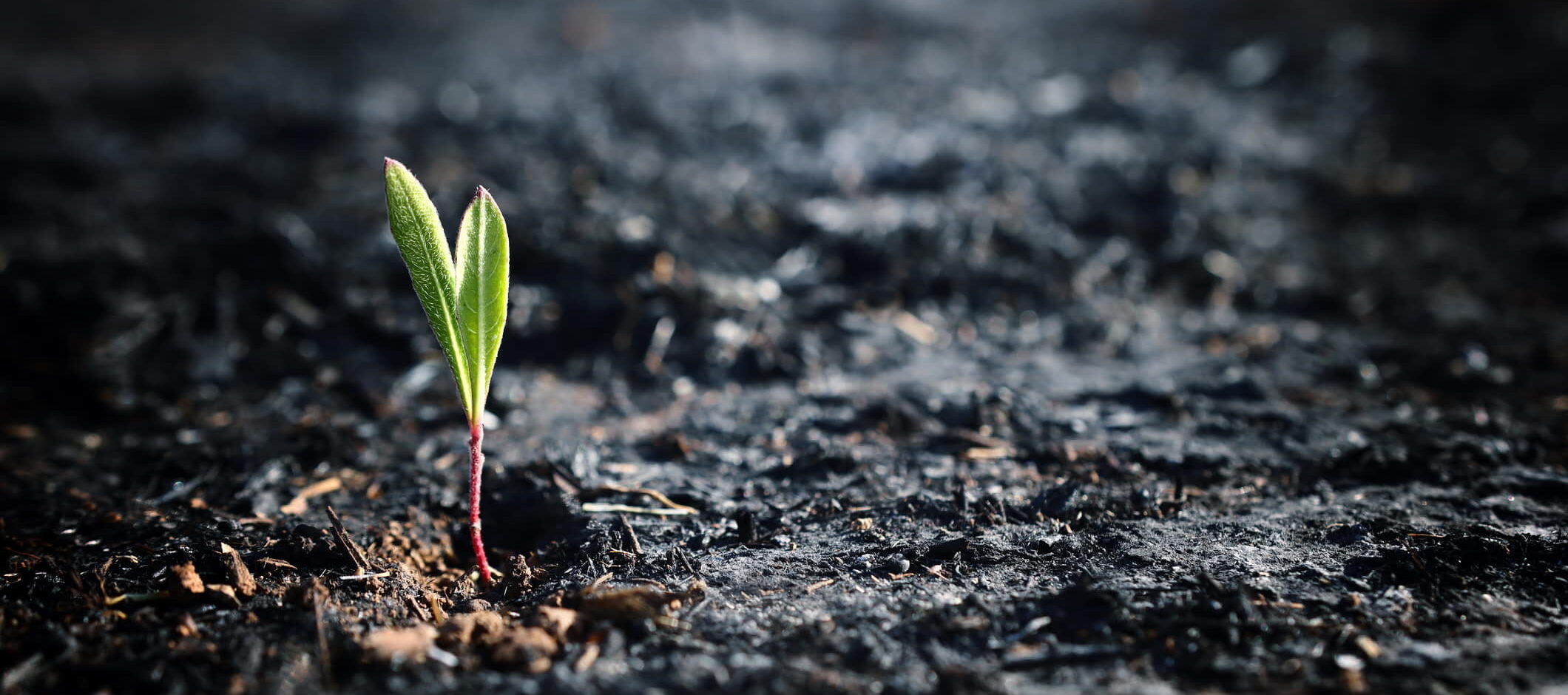 green sprout emergeing from ground after a wildfire